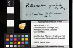 Foto (Objket + Etiketten) von Prosopon sp. 